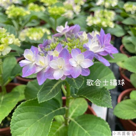 繡球花盆栽|繡球花品種&照顧貼士，繡球花束搭配推薦 – 老頭條